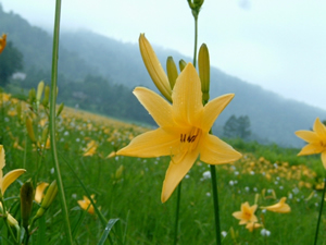 峨眉山黄花菜